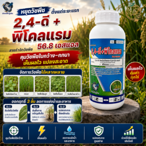 2,4-ดี+พิโคลแรม 56.8 เอสแอล ขนาด 1 ลิตร (มังกรฟ้าคู่เงิน) สารกำจัดวัชพืช กกขนาก กกทราย หนวดปลาดุก
