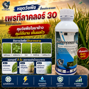 เพรทิลาคลอร์ 30% EC (มังกรฟ้าคู่เงิน) ขนาด 1 ลิตร สารคุมหญ้าในนาข้าว ยาคุมเลน คุมวัชพืชใบแคบและใบกว้าง