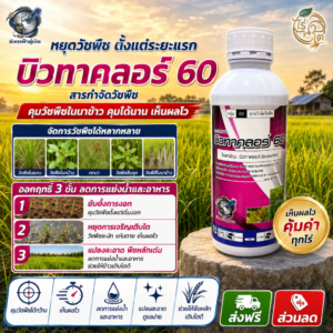 บิวทาคลอร์ 60 1 ลิตร (มังกรฟ้าคู่เงิน) ยาคุมหญ้าในนาข้าว สารคุมวัชพืช คุมหญ้าดอกขาว หญ้าข้าวนก